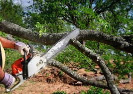 Best Tree Disease Treatment  in Hartsville, SC